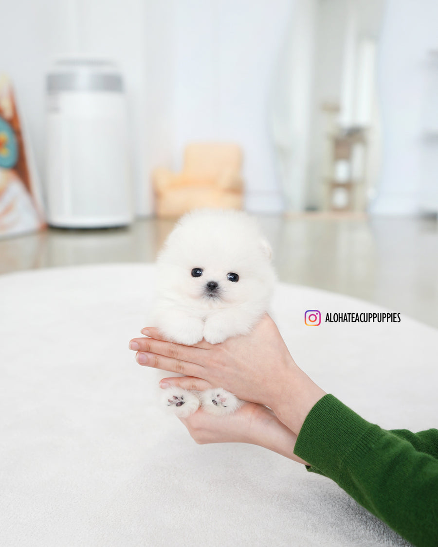 Iona [TEACUP POMERANIAN]