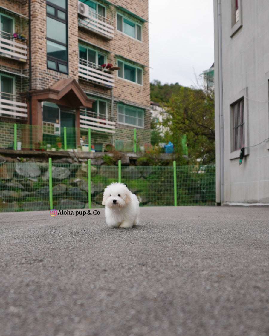 Dubu [Mini Coton de Tulear]