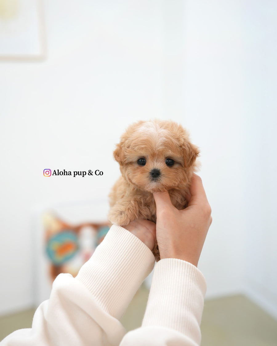 Nori [TEACUP MALTIPOO]