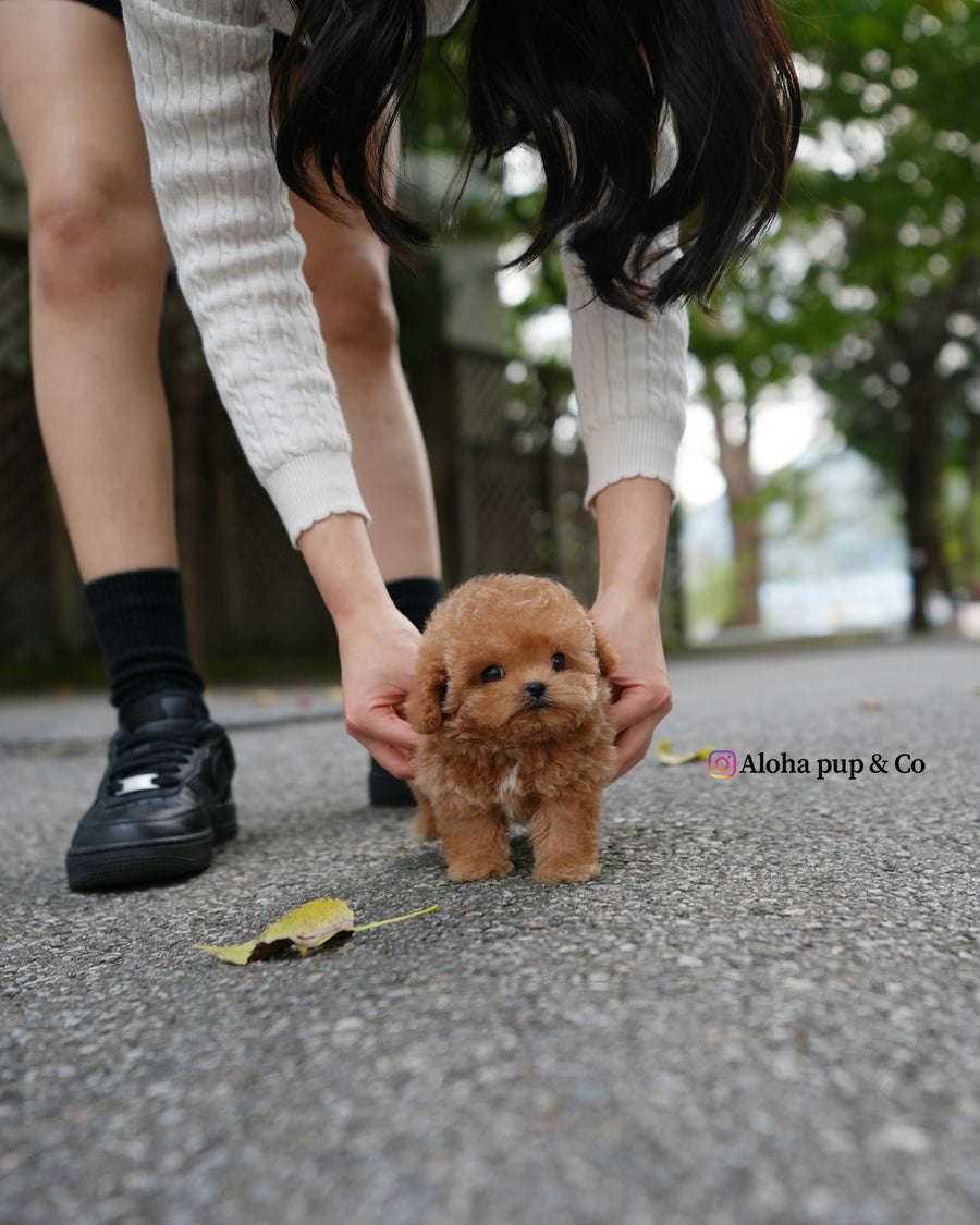 Orin [TEACUP POODLE]