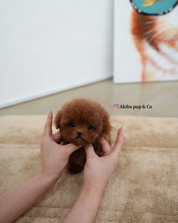 Ozzy [TEACUP MALTIPOO]