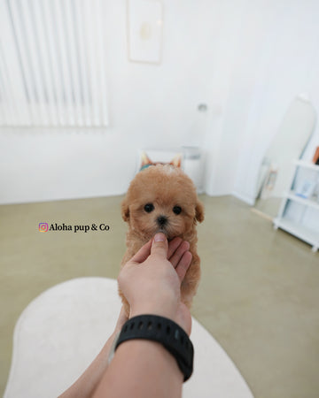 Holly [TEACUP MALTIPOO]