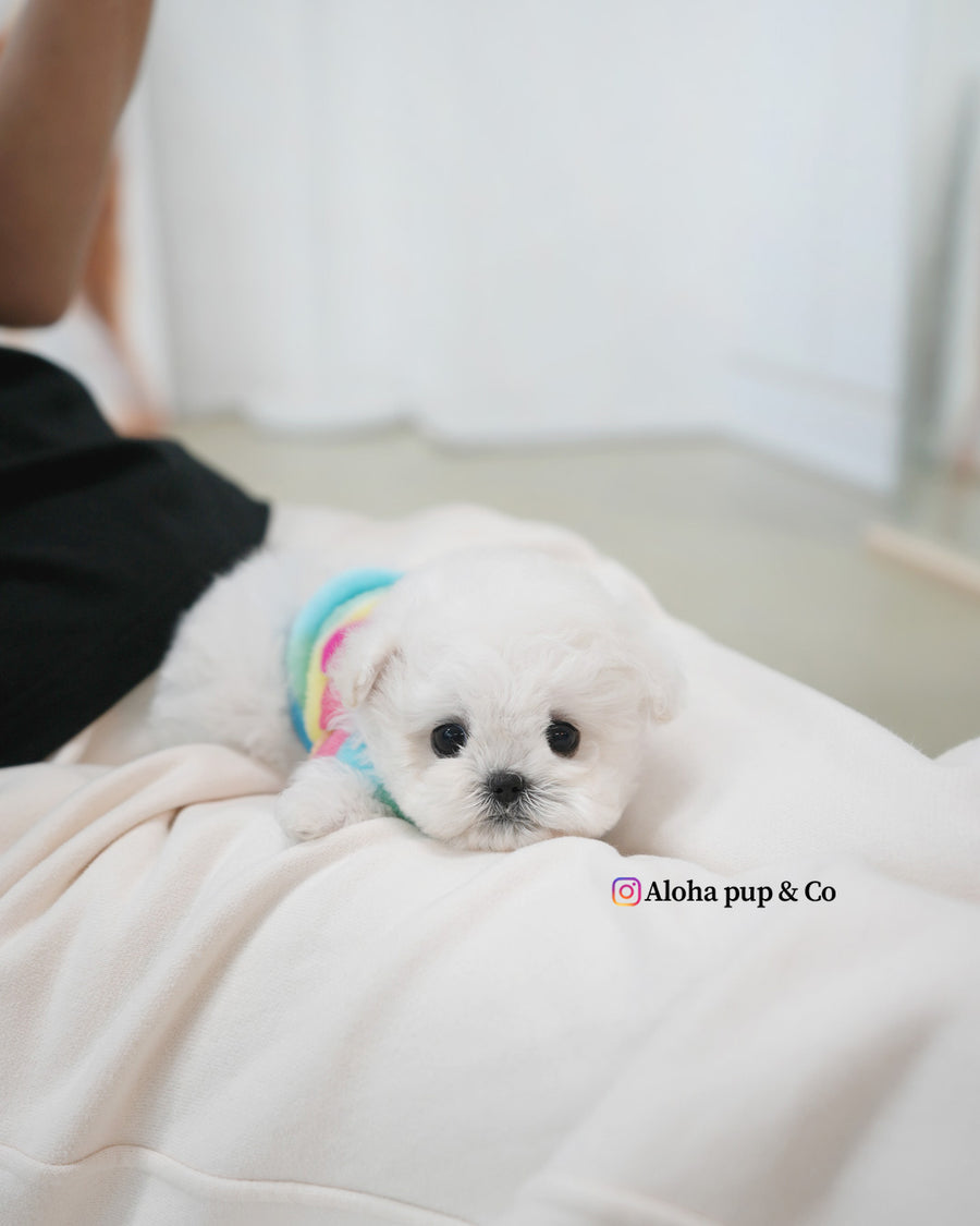 Buddy [TEACUP BICHON]