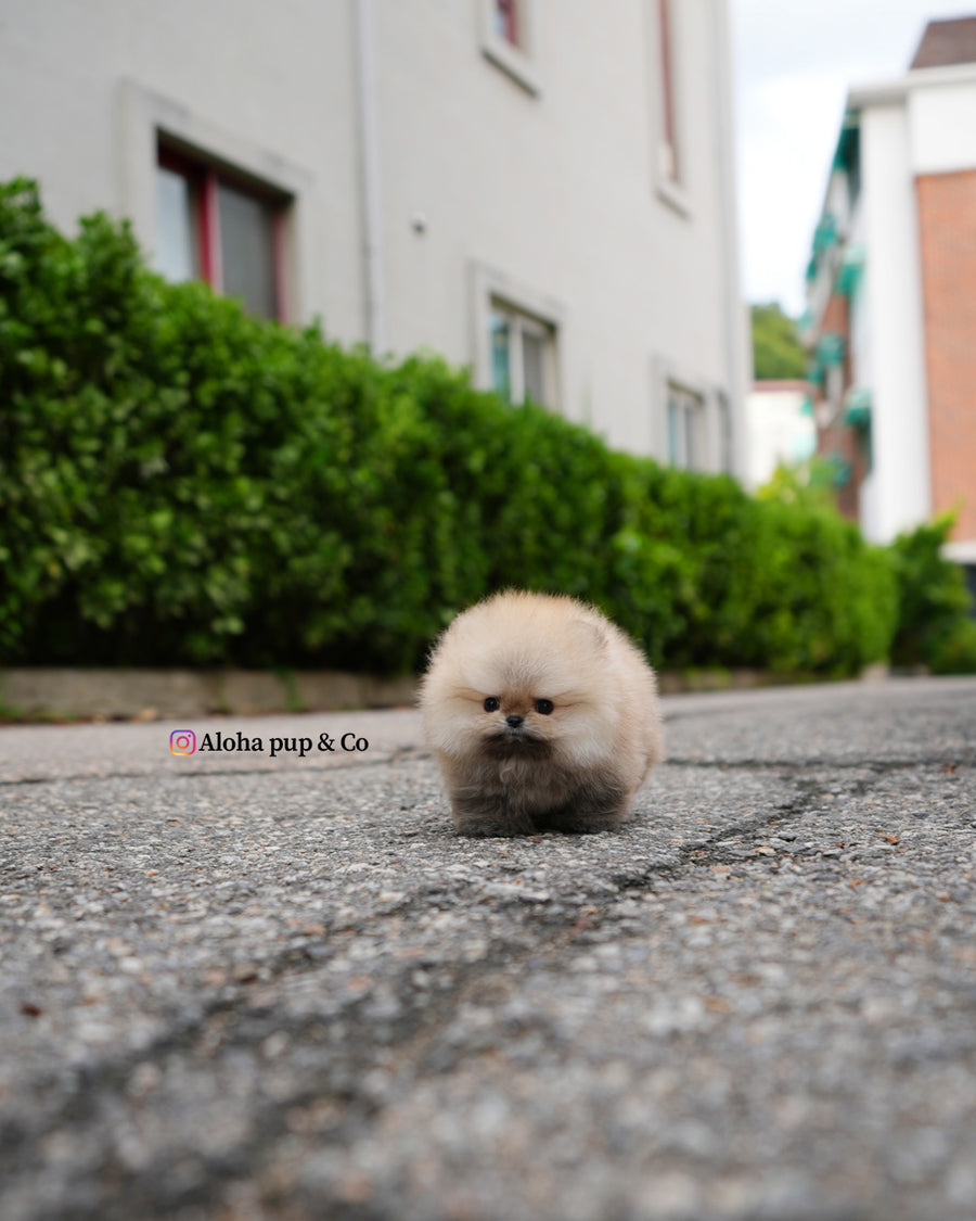 Eto [TEACUP POMERANIAN]
