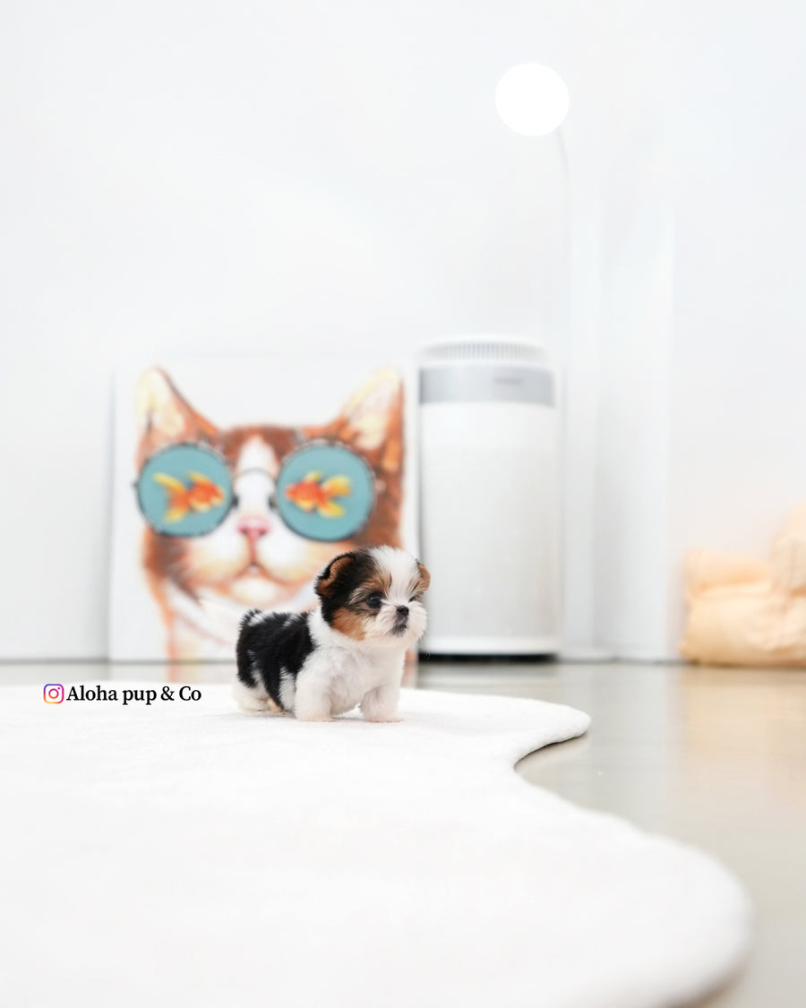 Jude [TEACUP Biewer Terrier]