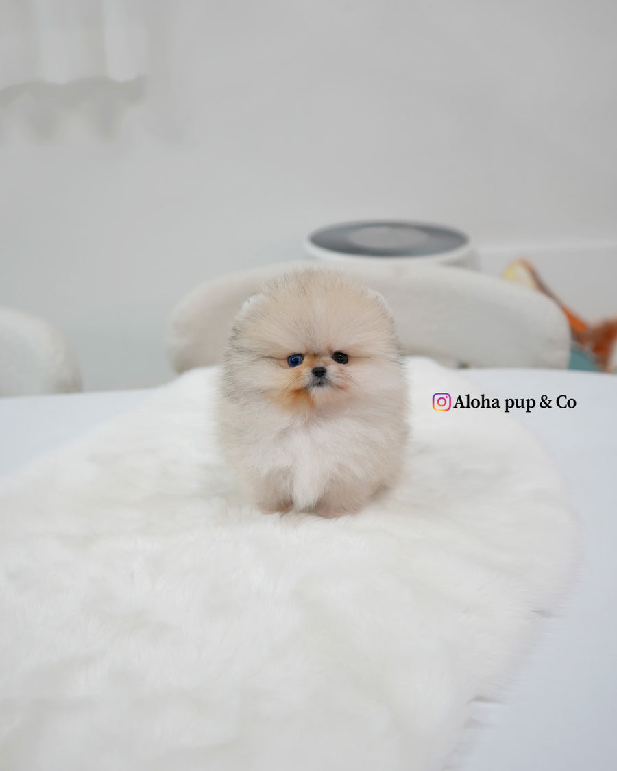 Rocco [TEACUP POMERANIAN] – Aloha Teacup Puppies