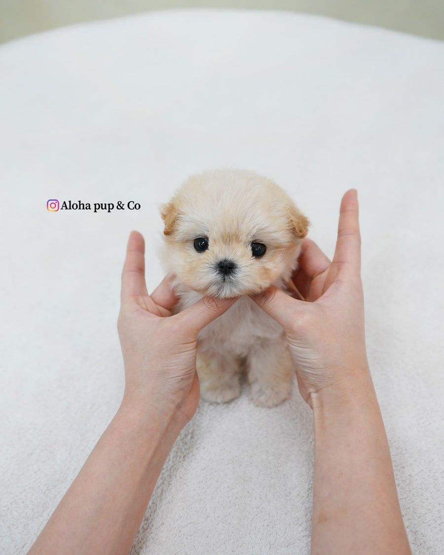 Bunny [TEACUP MALTIPOO]