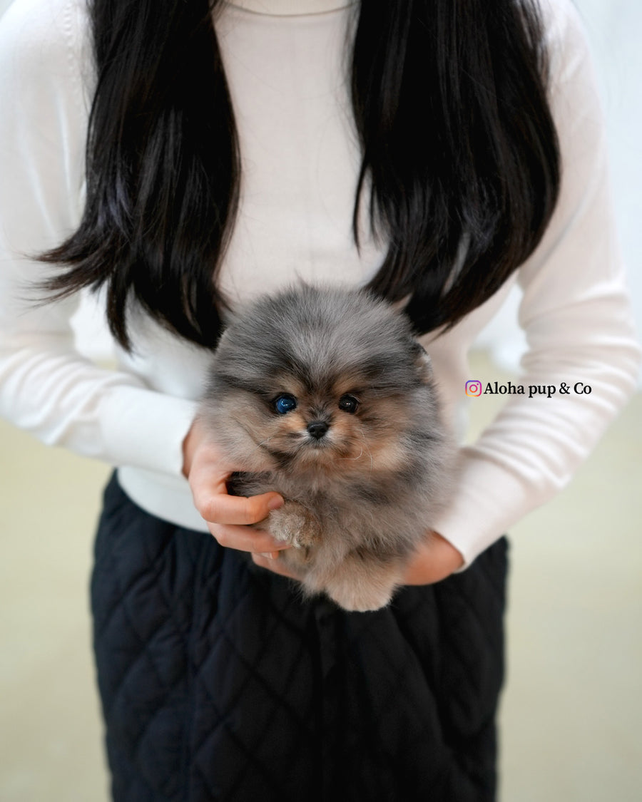 Moon [TEACUP POMERANIAN]