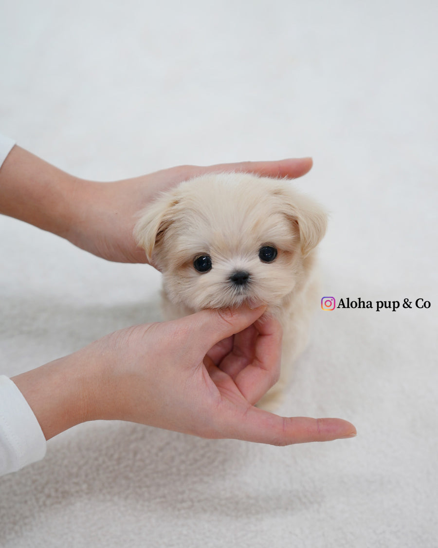 Eden [TEACUP MALTIPOO]