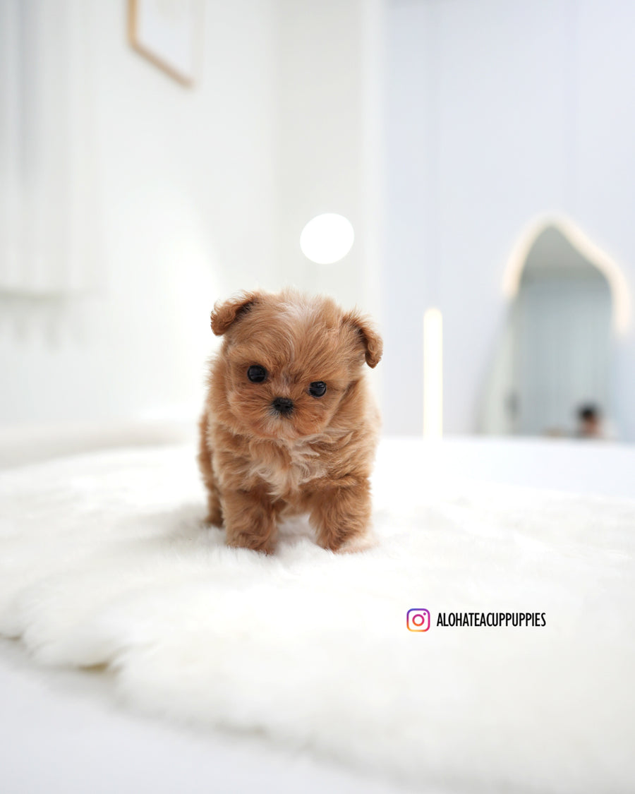 Stacy [TEACUP MALTIPOO]