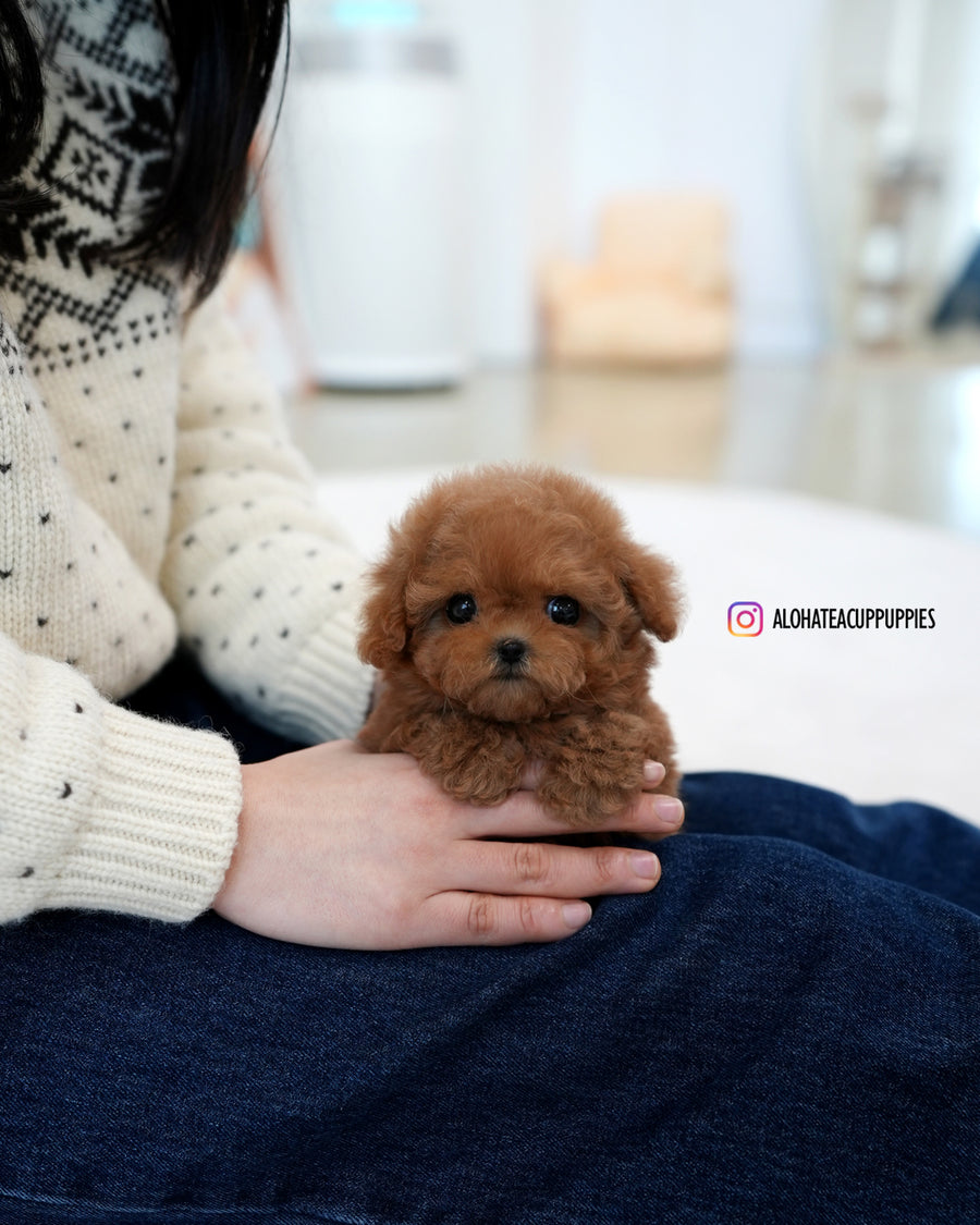 Ruby [TEACUP POODLE]