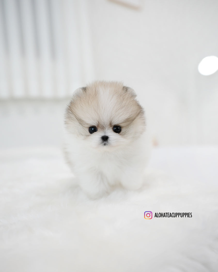 Flora [TEACUP POMERANIAN]