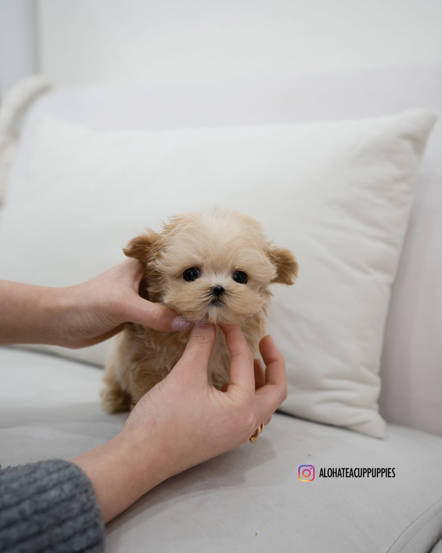 Pablo [TEACUP MALTIPOO]