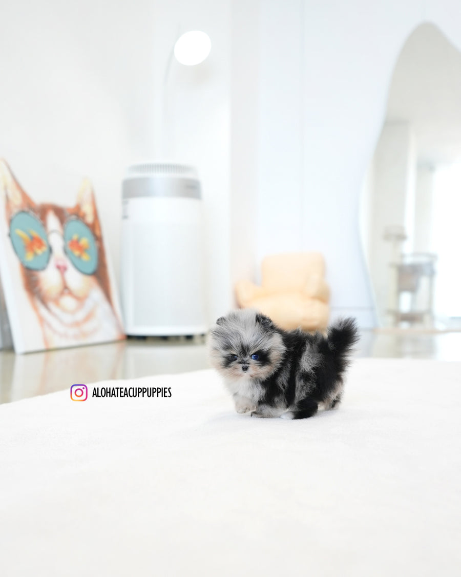 Benny [TEACUP POMERANIAN]