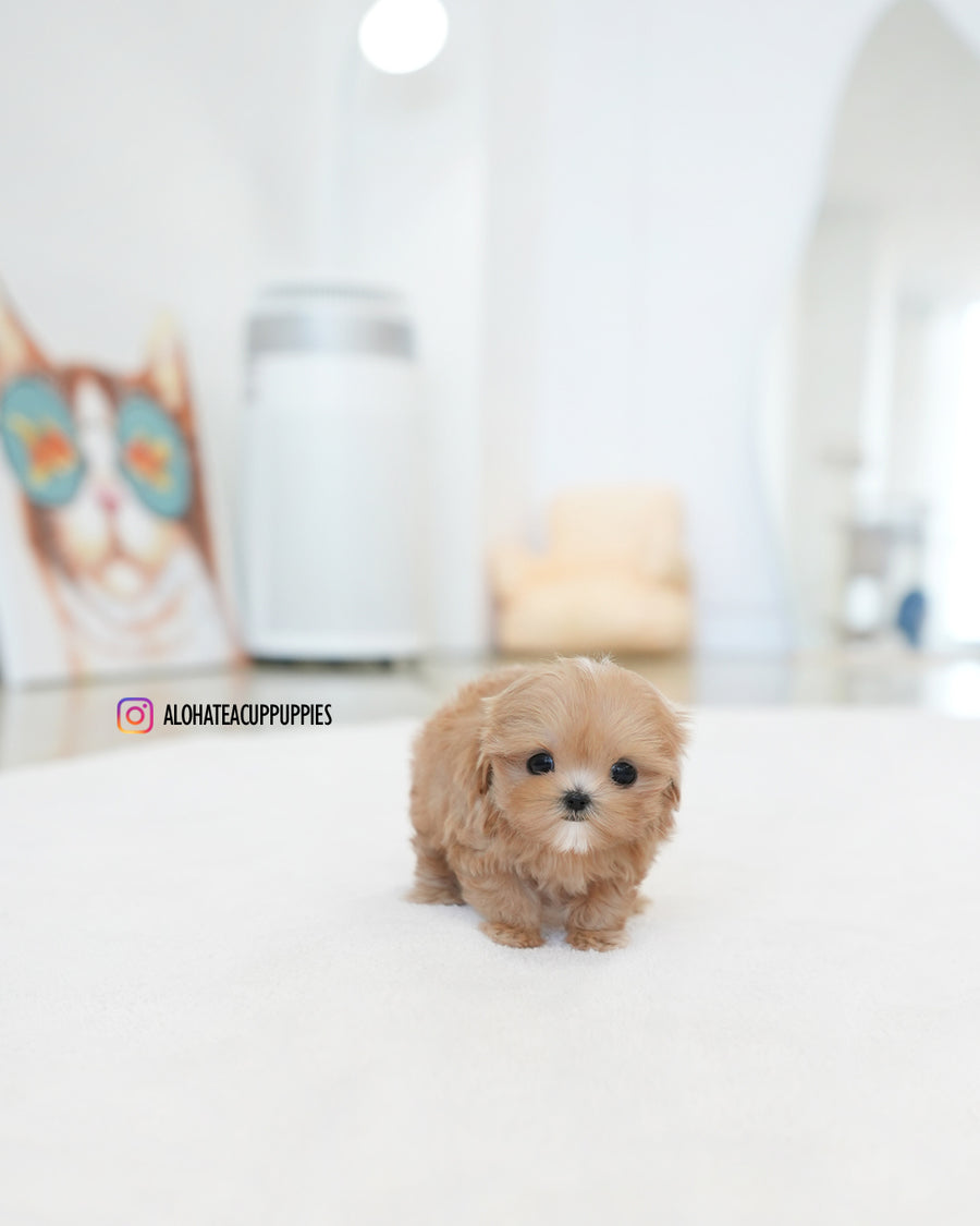 Tippy [TEACUP MALTIPOO]