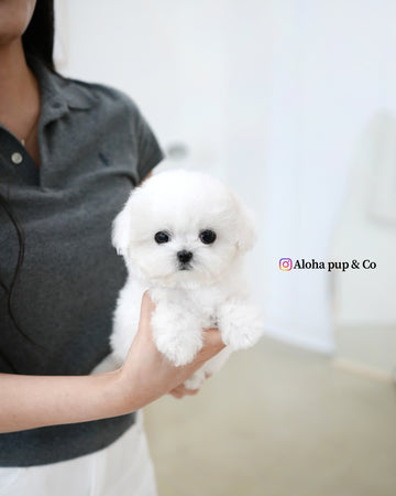 Fifi [TEACUP BICHON]