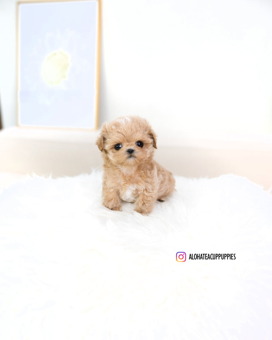 Macaron [TEACUP MALTIPOO]