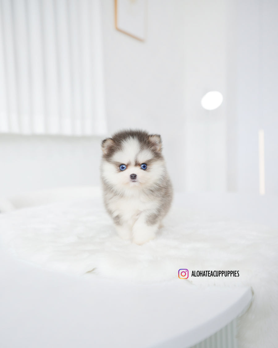 Elsa [TEACUP POMSKY]