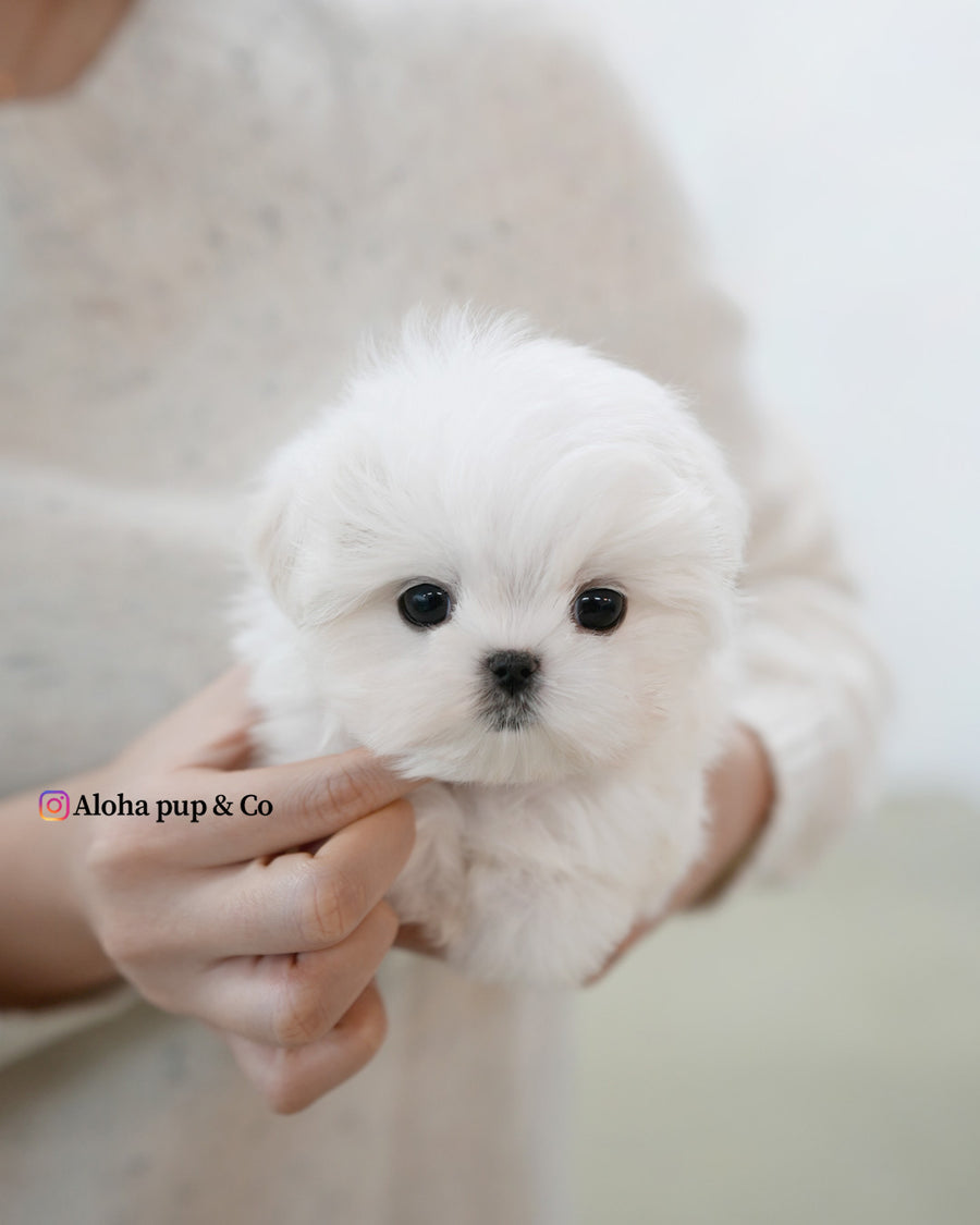 Buzz [TEACUP MALTESE]