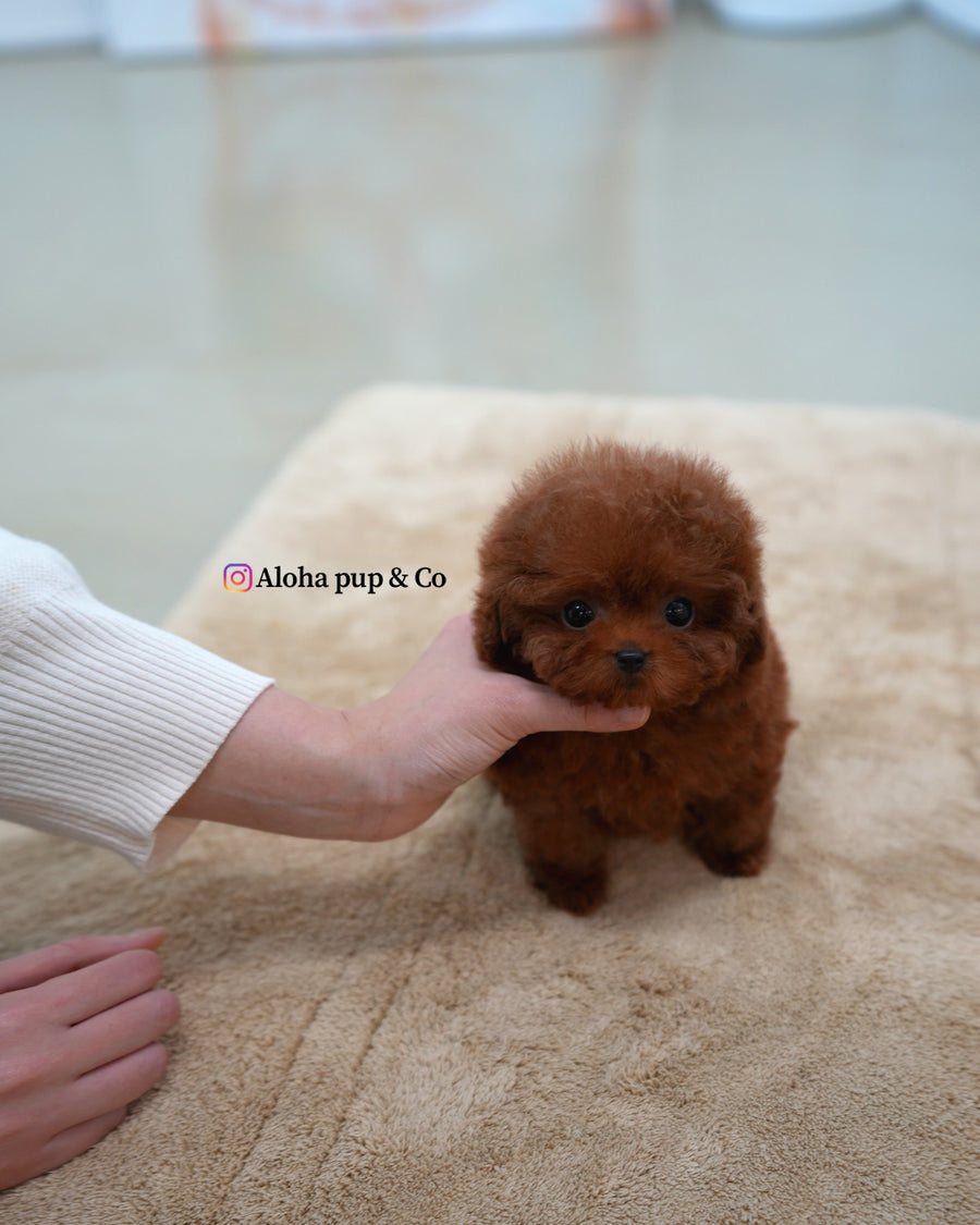 Nugget [TEACUP POODLE]