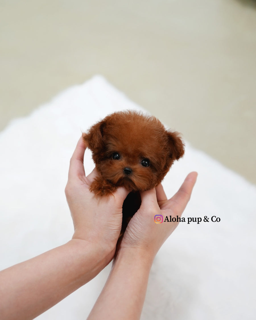 Ruby [TEACUP POODLE]