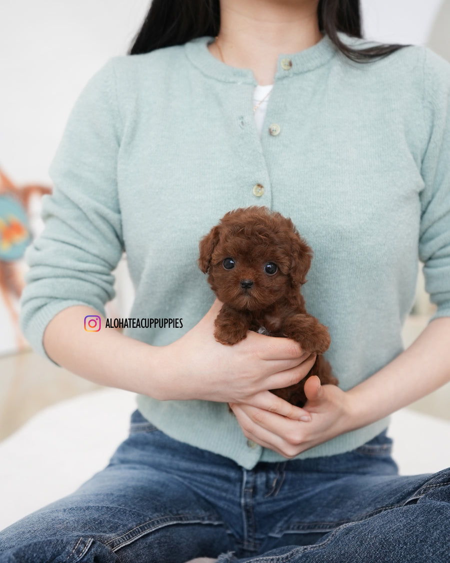 Dara [TEACUP POODLE]