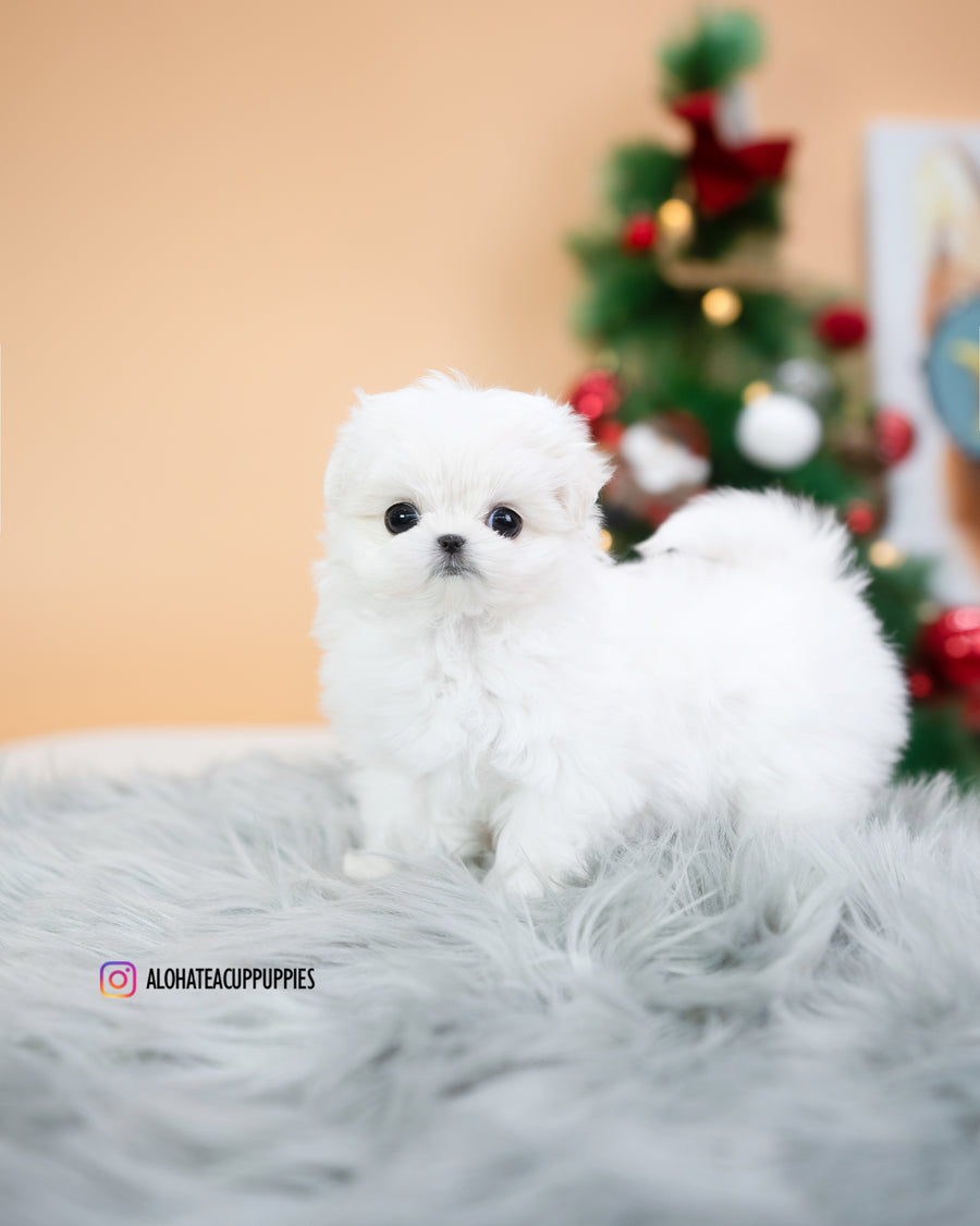 Fia [TEACUP MALTESE]