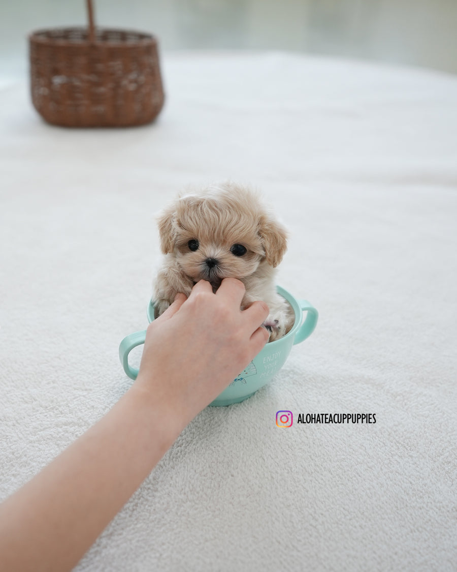 Oscar [TEACUP MALTIPOO]