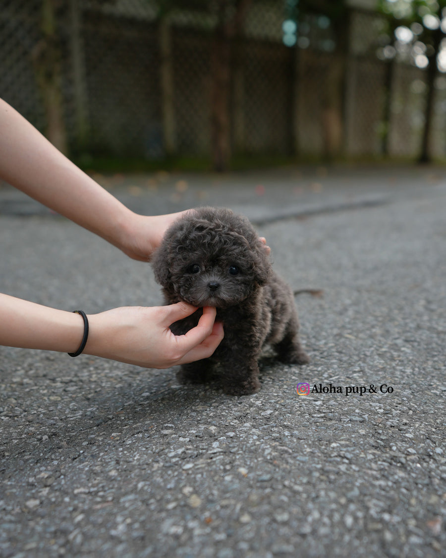 Ivy [TEACUP POODLE]