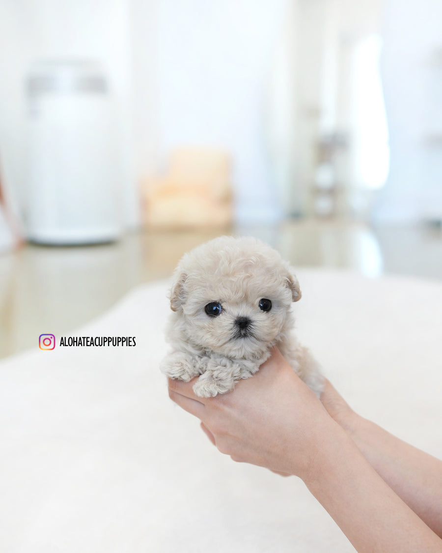 Casey [TEACUP MALTIPOO]