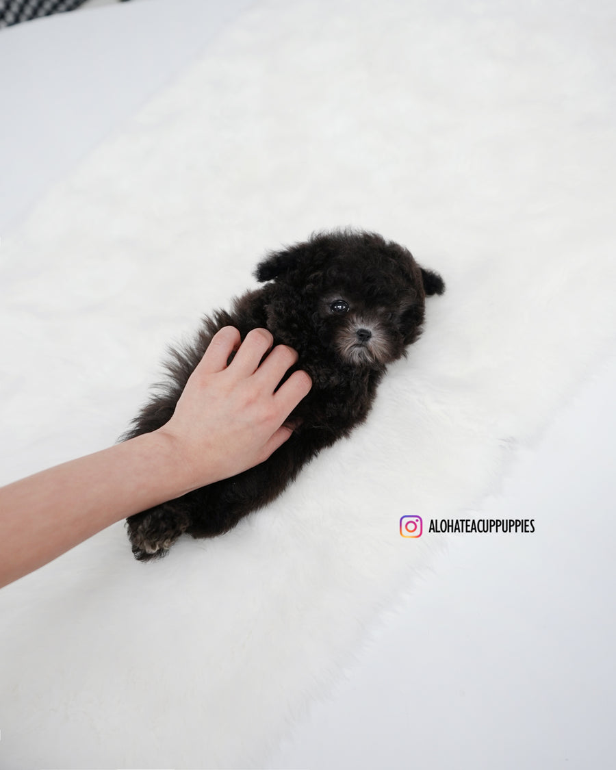 Bentley [TEACUP POODLE]