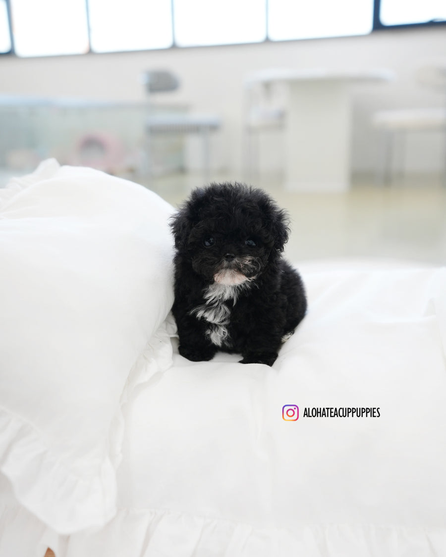 Oreo [TEACUP POODLE]