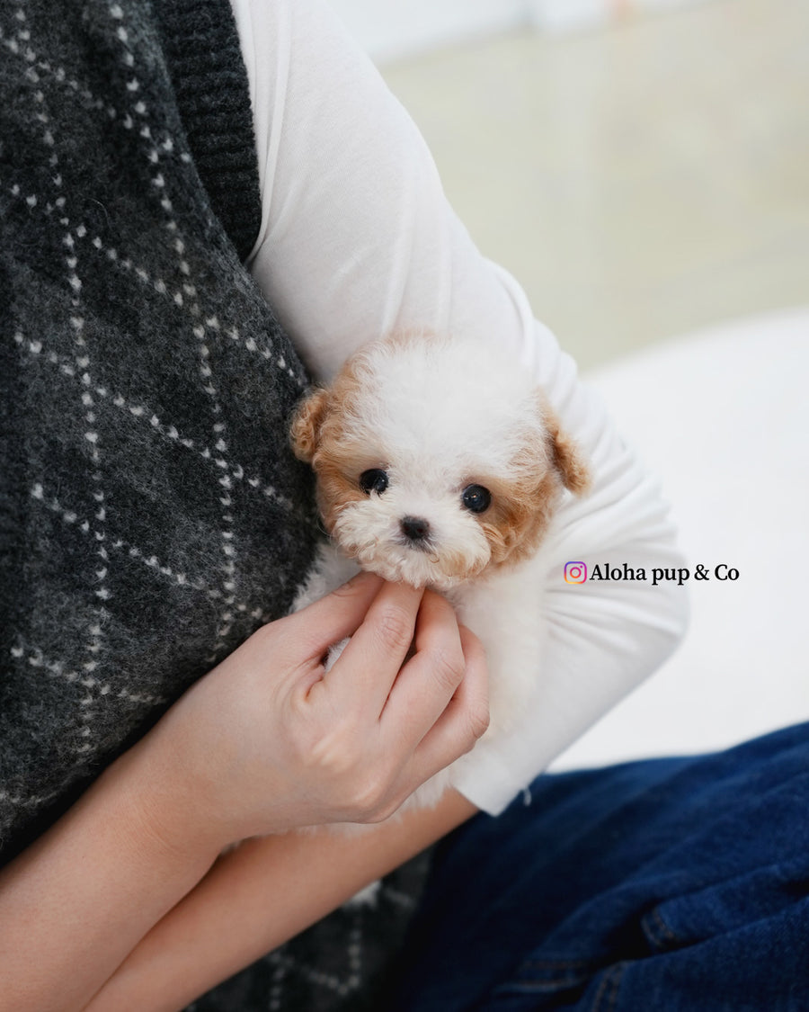 Apple [TEACUP MALTIPOO]