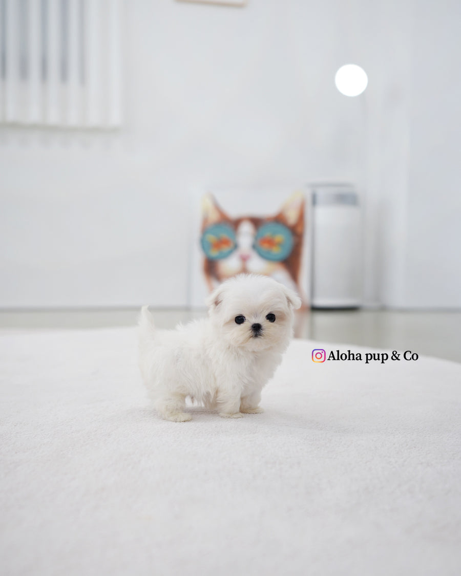Genie [TEACUP MALTESE]
