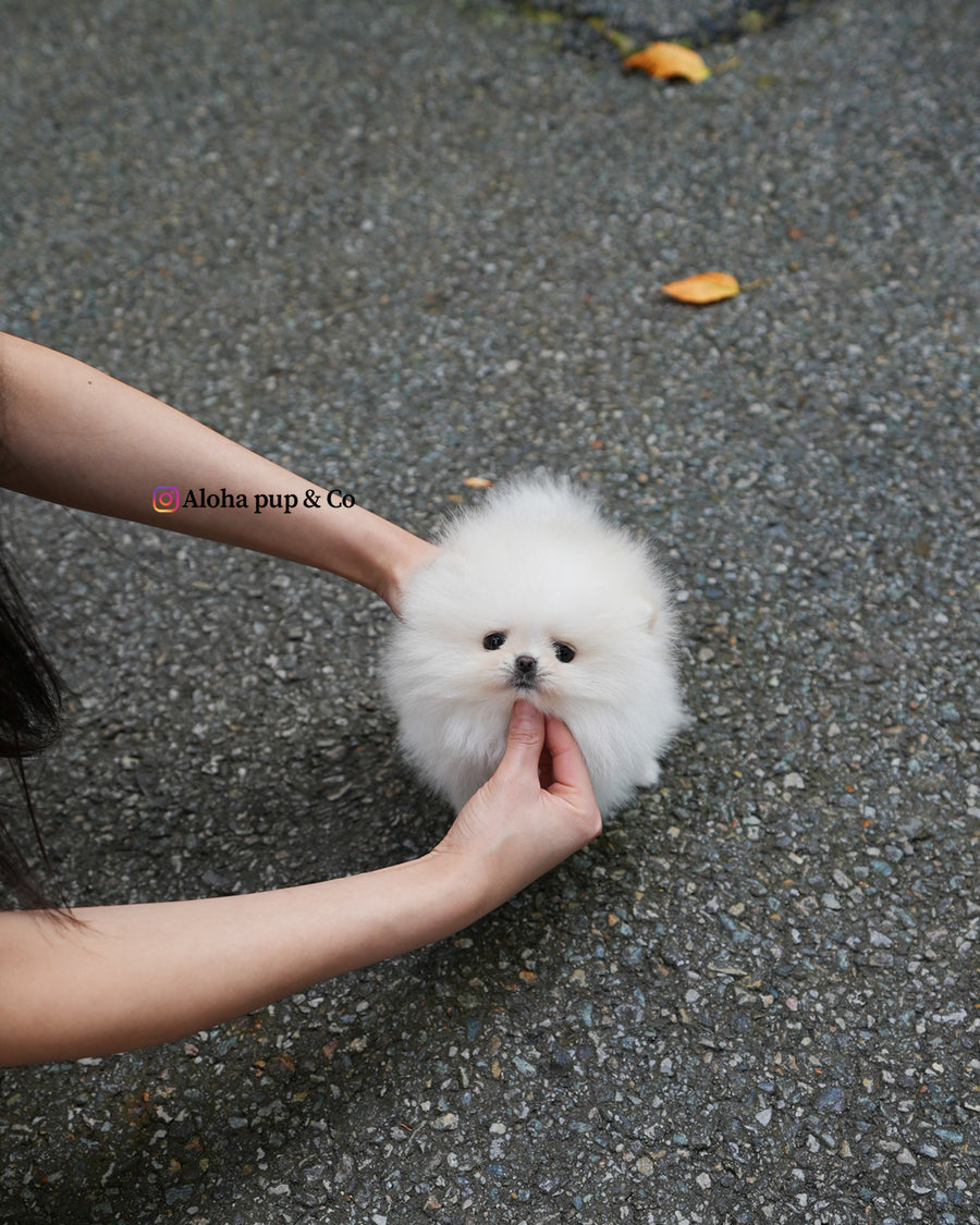 Nora [TEACUP POMERANIAN]