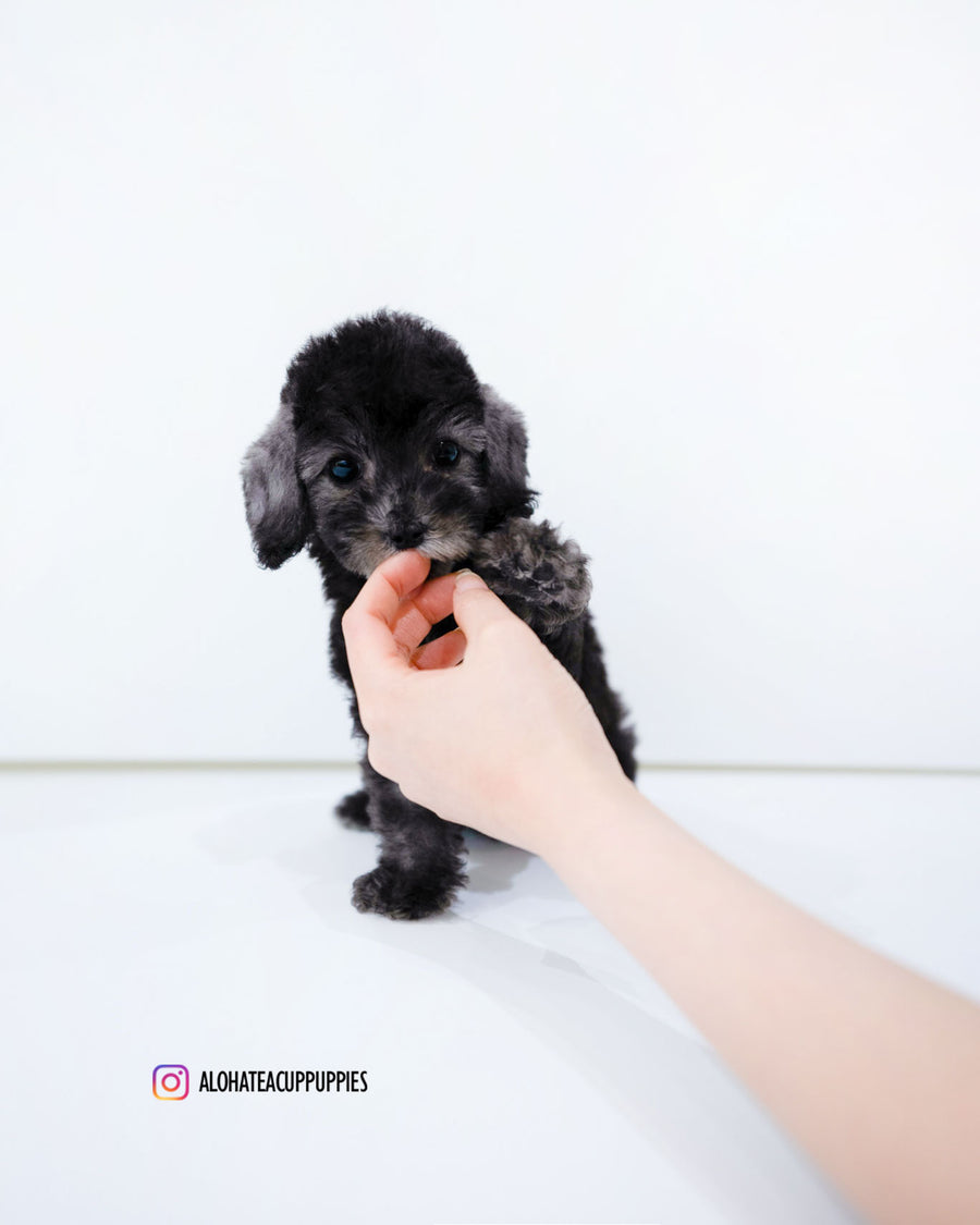 Ring [Mini Bedlington Terrier]