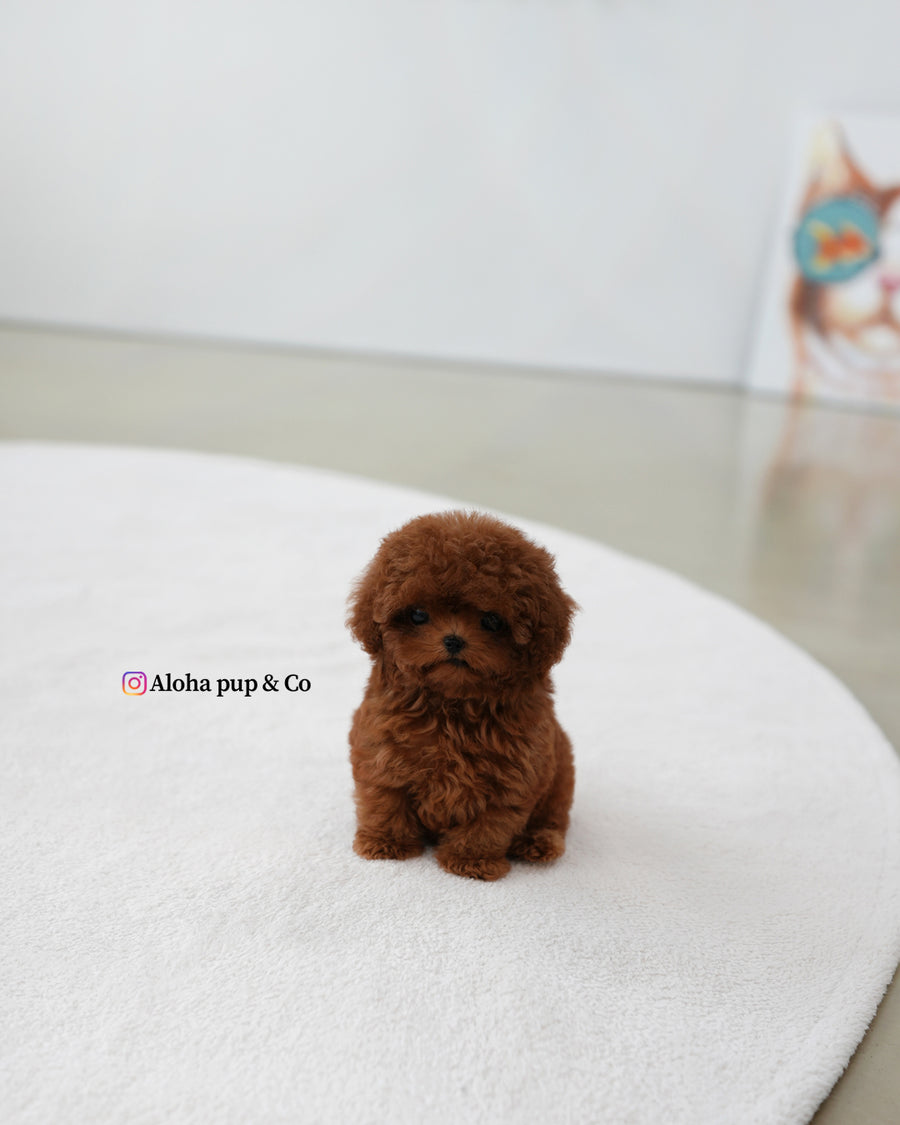 Pony [TEACUP POODLE]