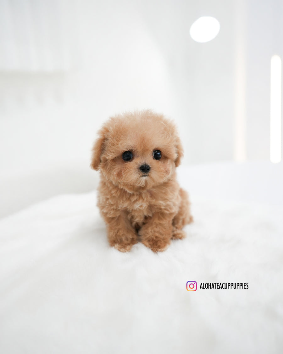 Jerry [TEACUP POODLE]