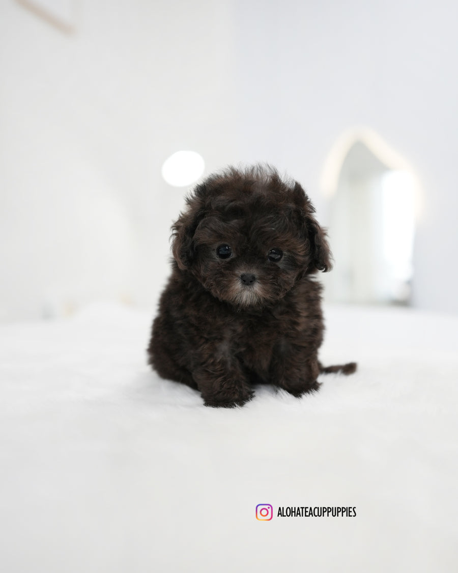 Melody [TEACUP POODLE]