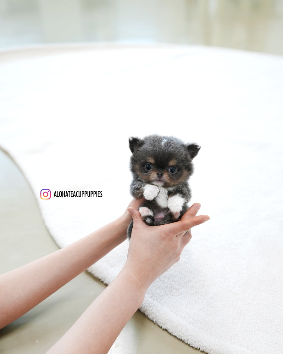 Kenzo [TEACUP Chihuahua]