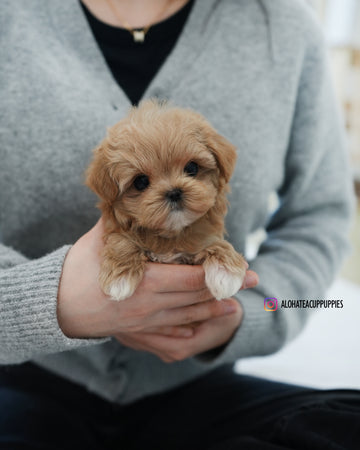 Waffle [TEACUP MALTIPOO]