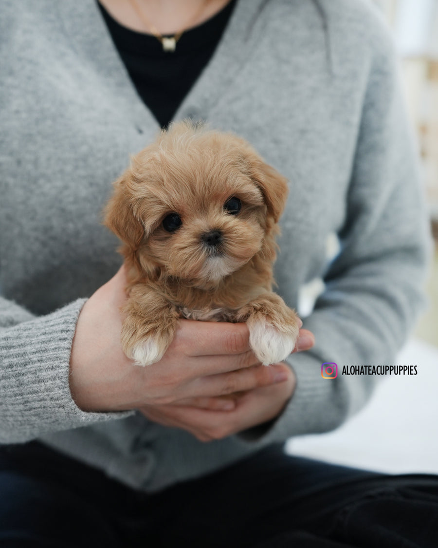 Waffle [TEACUP MALTIPOO]