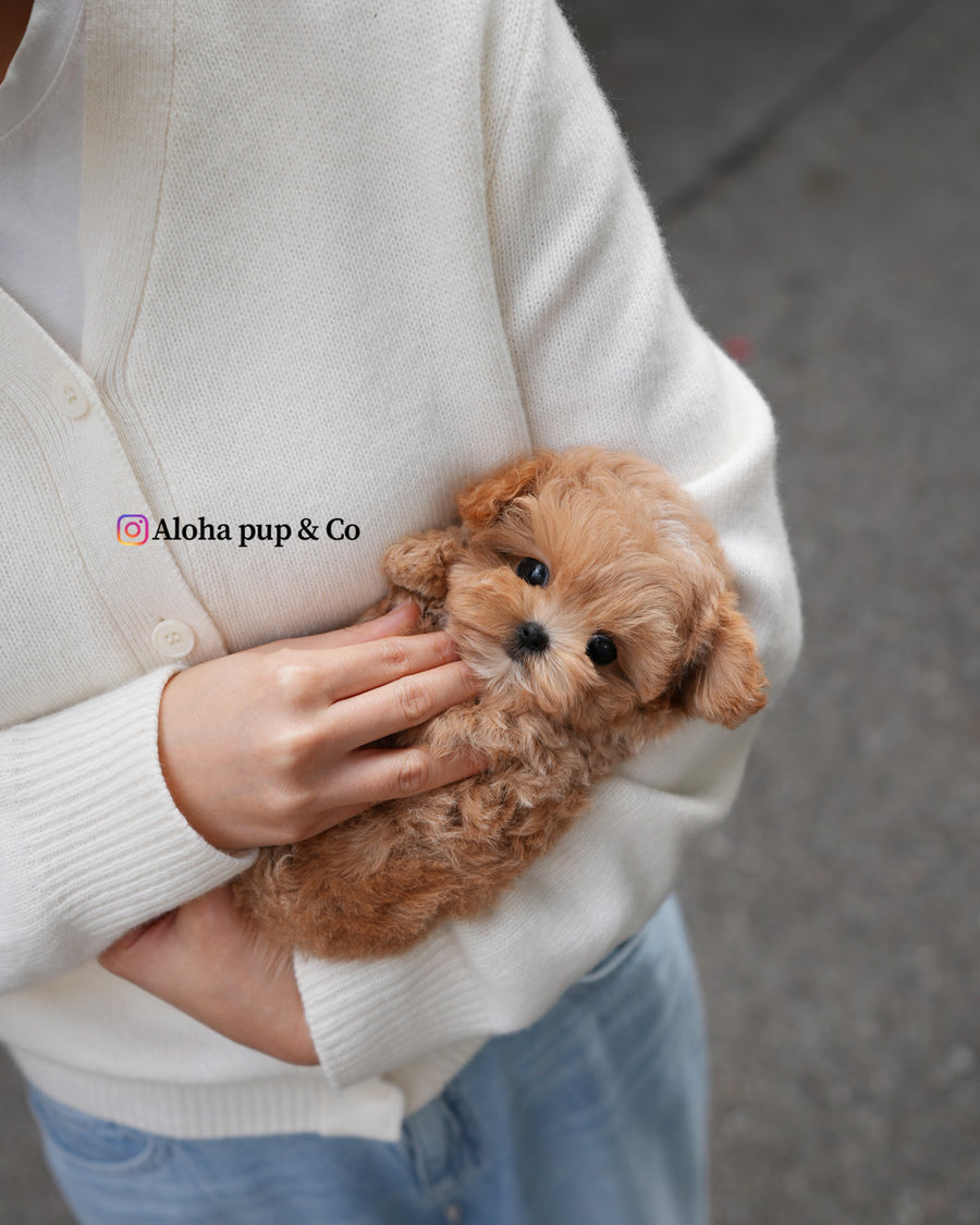 Lani [TEACUP MALTIPOO]