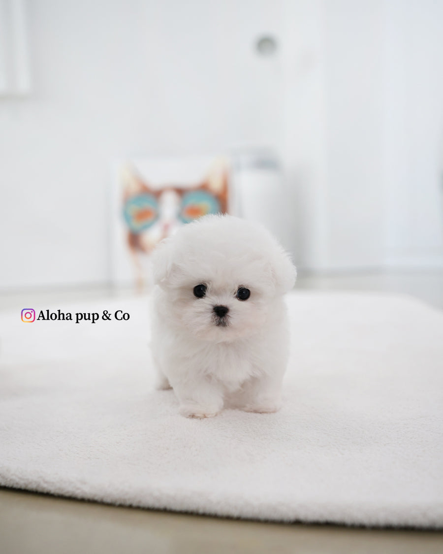 Max [TEACUP BICHON]