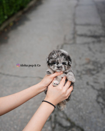 Elle [TEACUP POODLE]