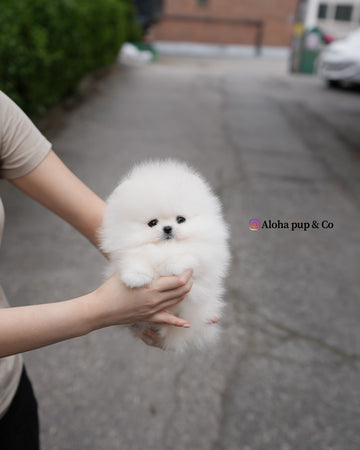 Milk [TEACUP POMERANIAN]