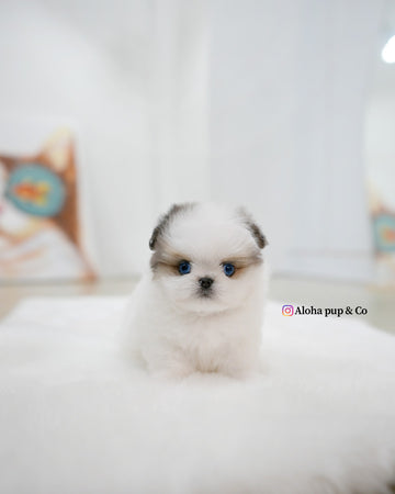 Star [TEACUP Maltipom]