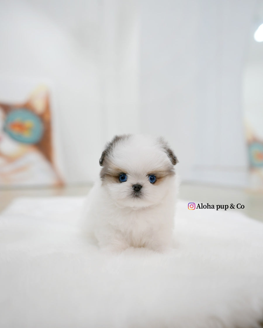 Star [TEACUP Maltipom]