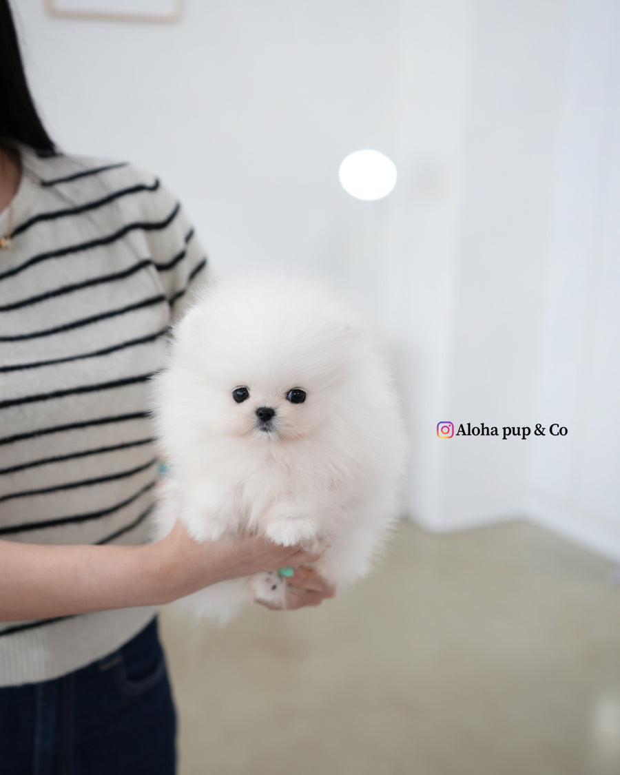 Loyal [TEACUP POMERANIAN]