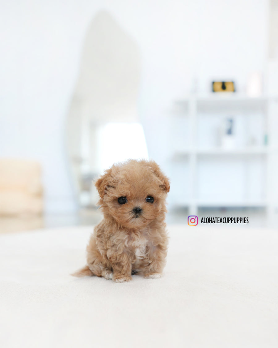 Ken [TEACUP MALTIPOO]